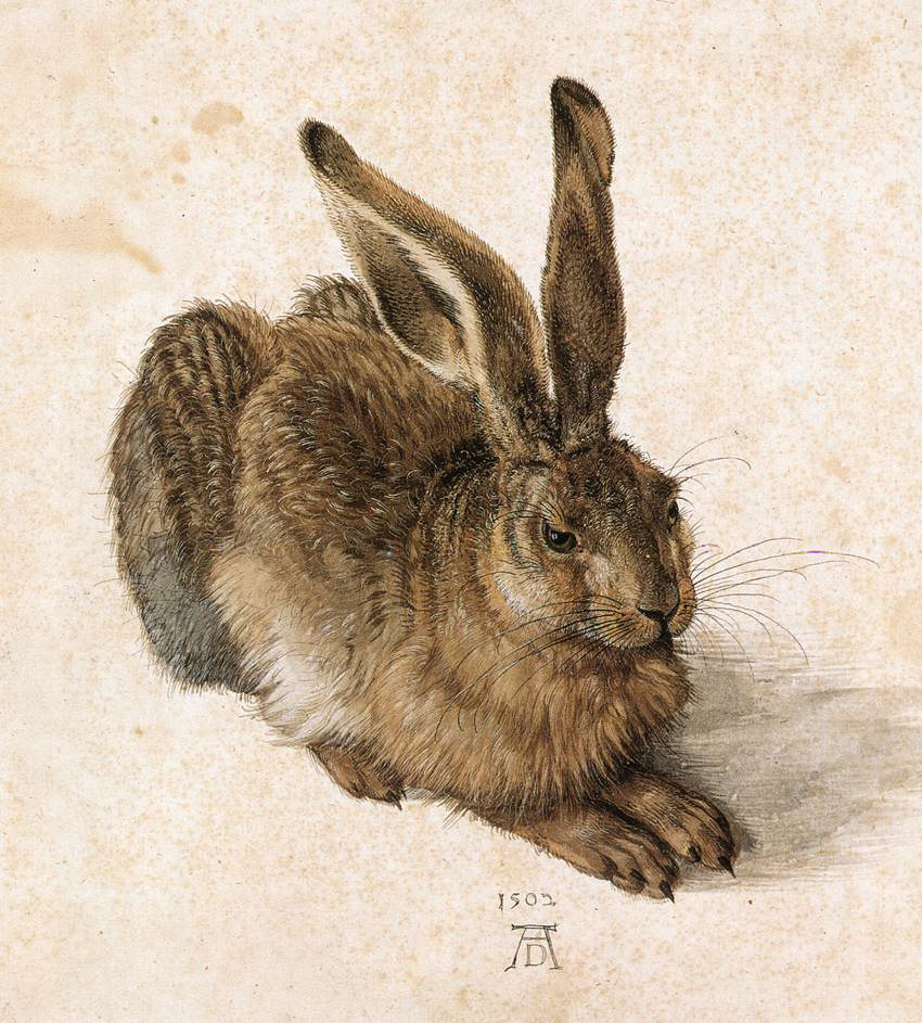 Albrecht Dürer_Junger Hase