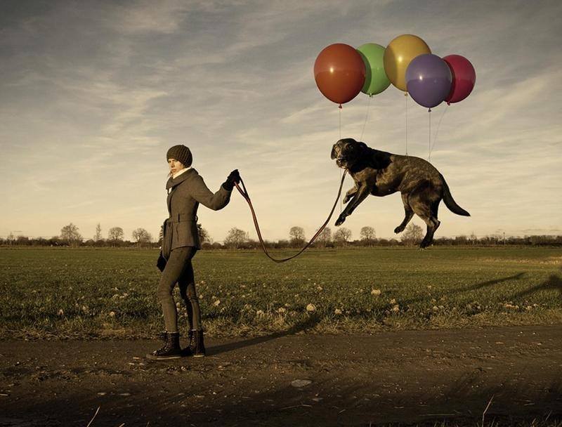 Ballon-Hund